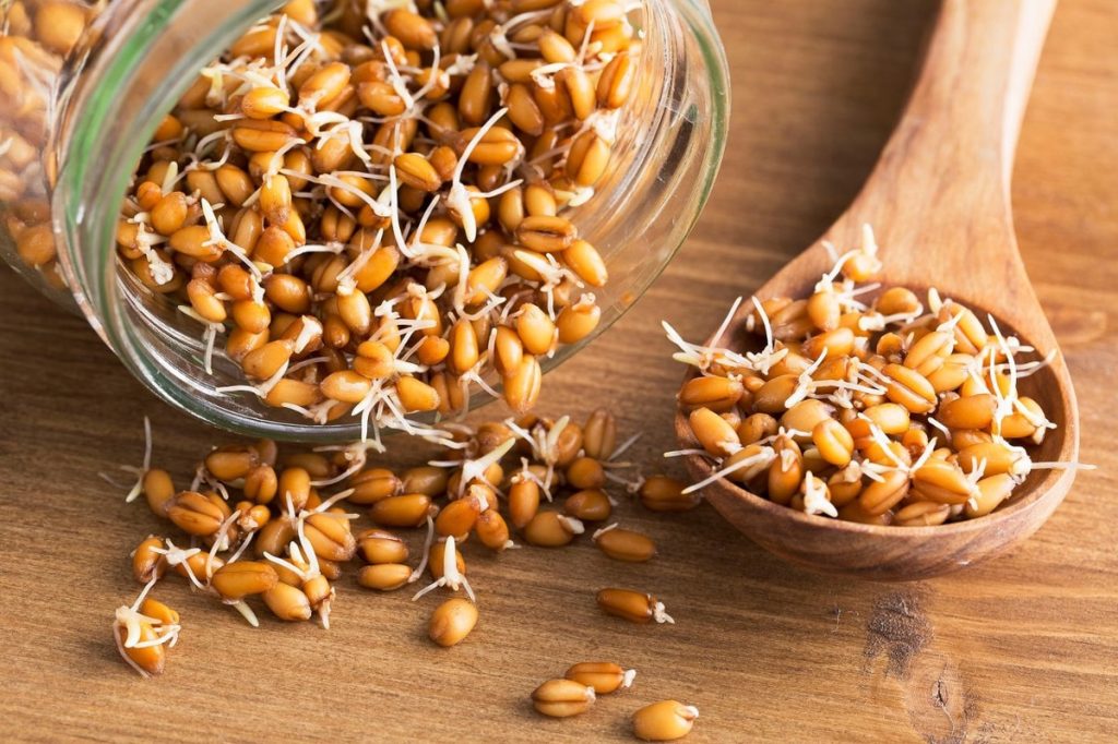 معجزات جوانه گندم