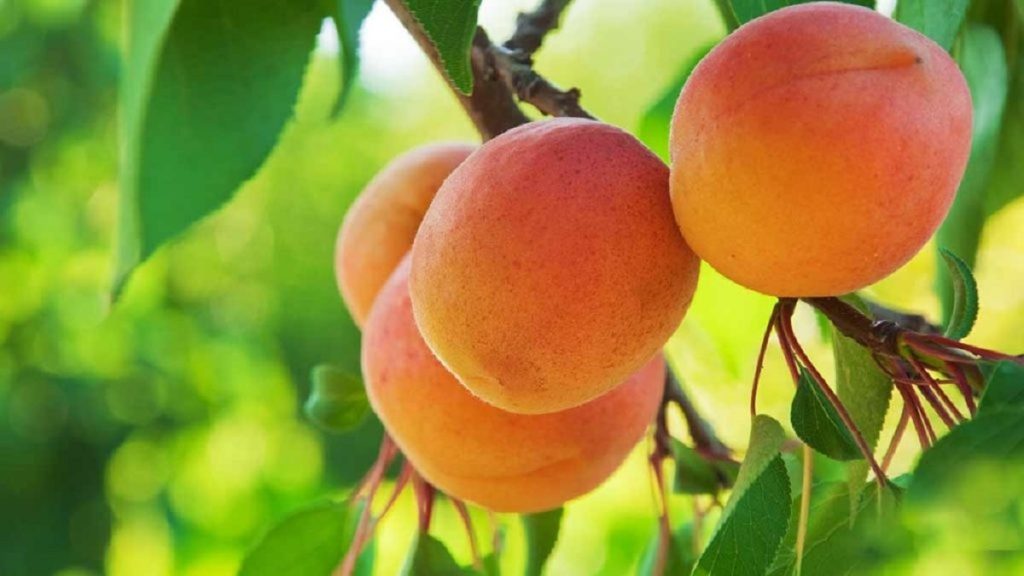 مصلح زردآلو چیست؟