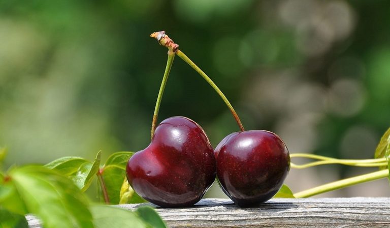 دم گیلاس برای چی خوبه؟