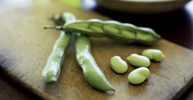 مصرف باقلا ممنوع! چه کسانی نباید باقلا بخورند؟ بررسی کامل عوارض و محدودیت‌ها