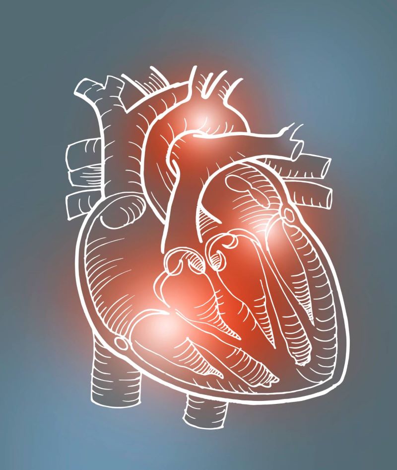 مواردی که سیر میتواند برای قلب خطرناک باشد