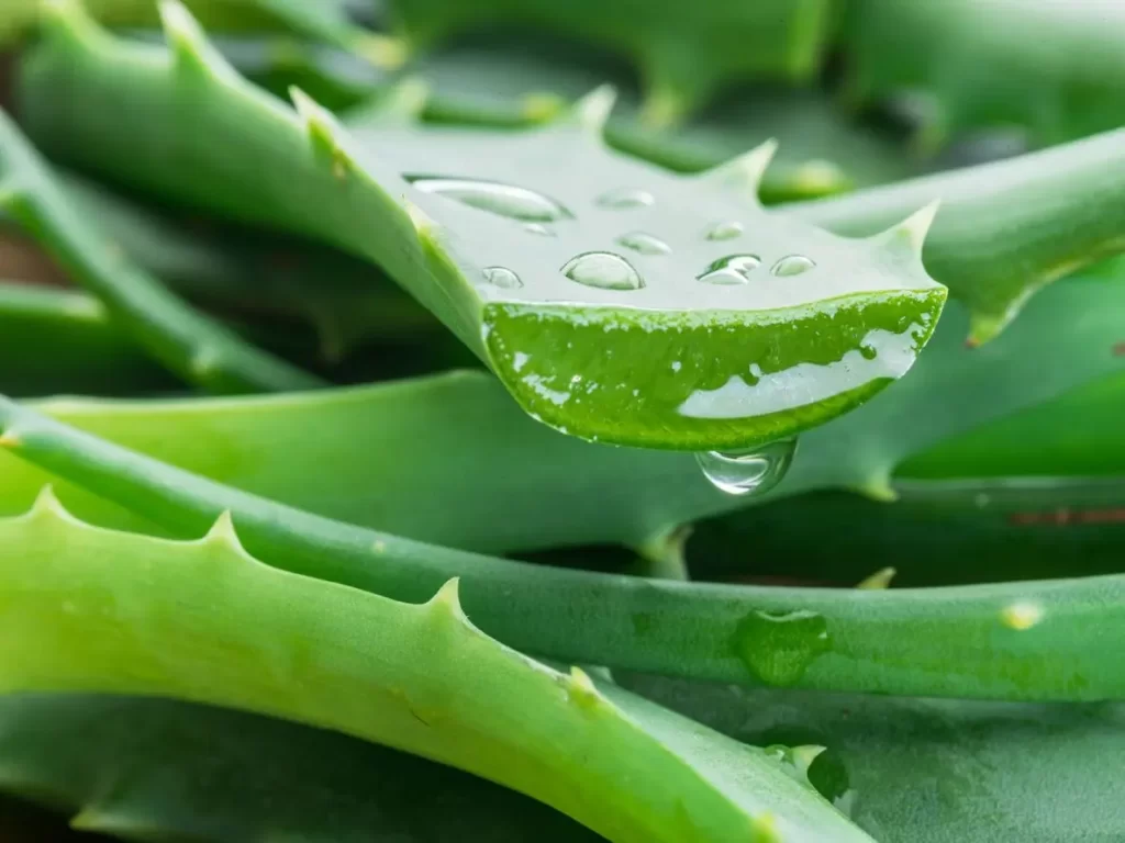 برگ تازه آلوئهورا با ژل شفاف که از آن خارج میشود