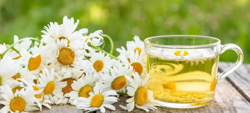 دمنوش بابونه