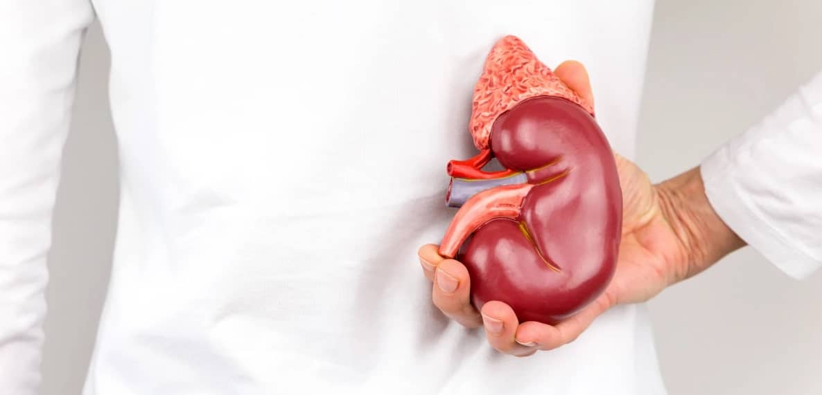 معکوس کردن آسیب کلیه: آیا درمان قطعی بیماری مزمن کلیه در راه است؟