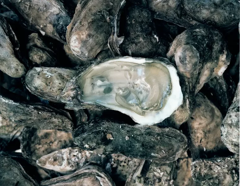 مسمومیت با صدف‌های دریایی