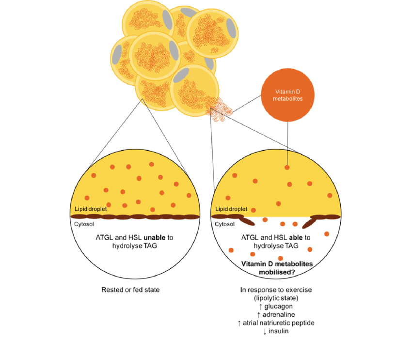 ارتباط کمبود ویتامین D و چاقی شکمی