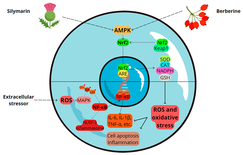 ترکیبات موجود در آب زرشک و نقش آنها در بهبود کبد چرب