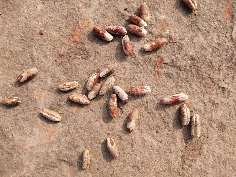 آمادهسازی هسته خرما برای تهیه قهوه از آن