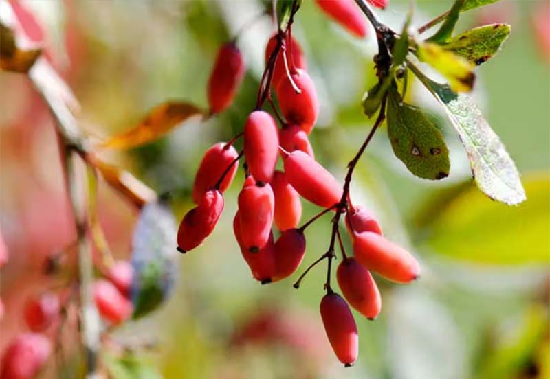 زمان مصرف آب زرشک