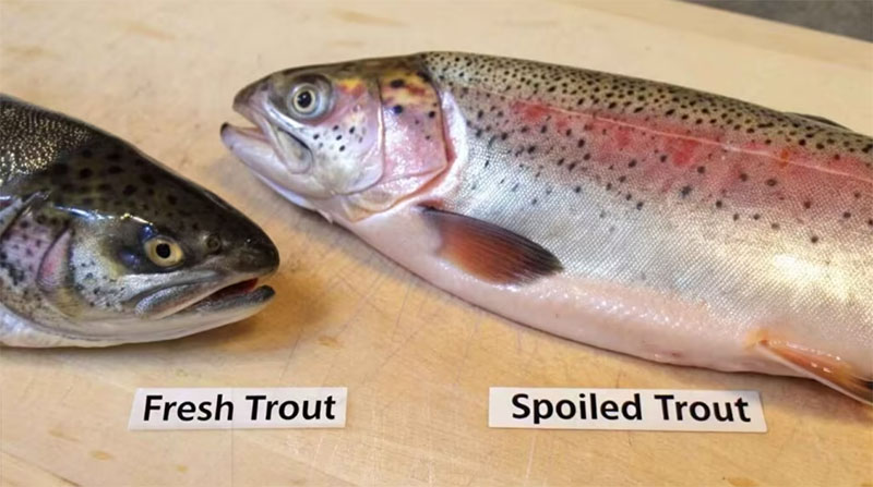 تشخیص ماهی‌های سالم از فاسد