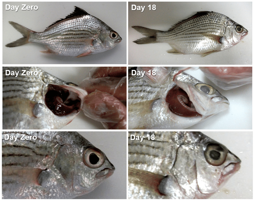 تشخیص ماهی‌های سالم از فاسد