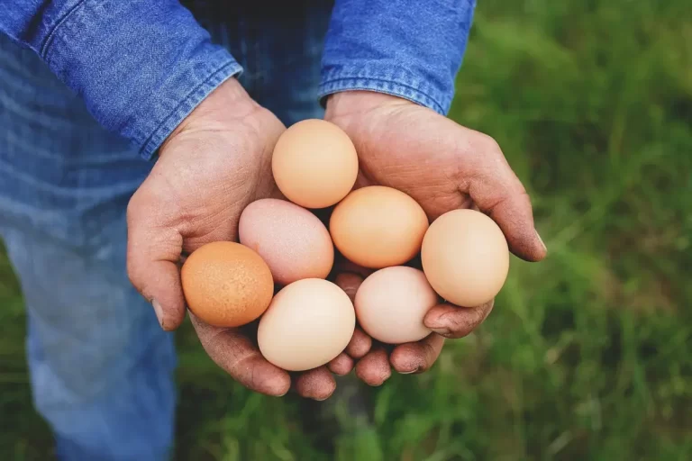 طبع تخم مرغ ماشینی و محلی