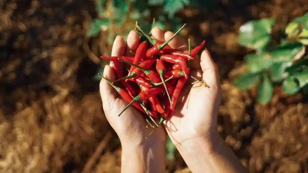 چه کسانی نباید فلفل قرمز یا سیاه بخورند؟